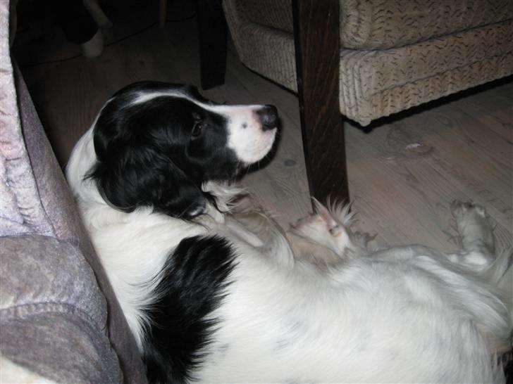 Border collie Laco billede 8