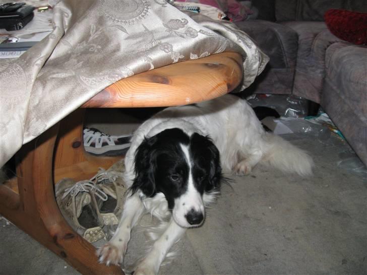 Border collie Laco billede 9