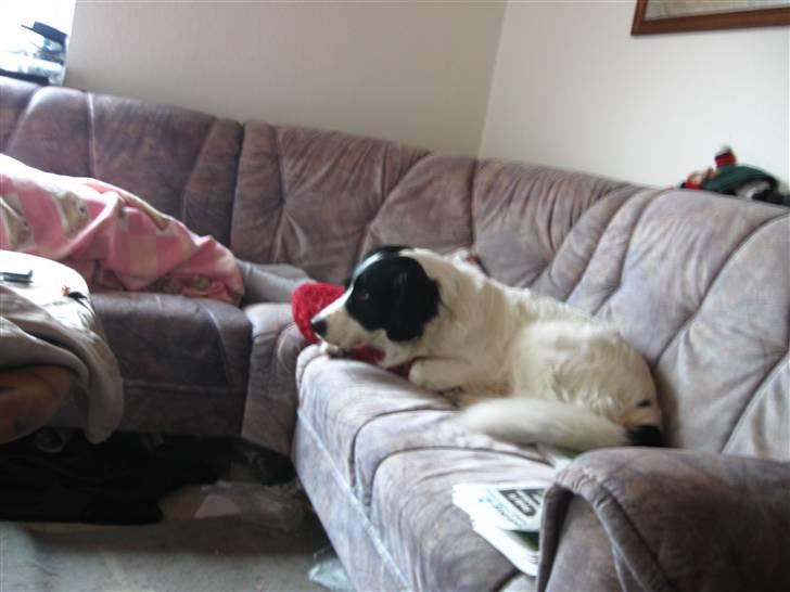 Border collie Laco billede 10