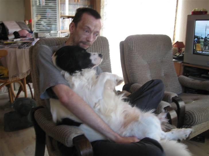 Border collie Laco billede 11