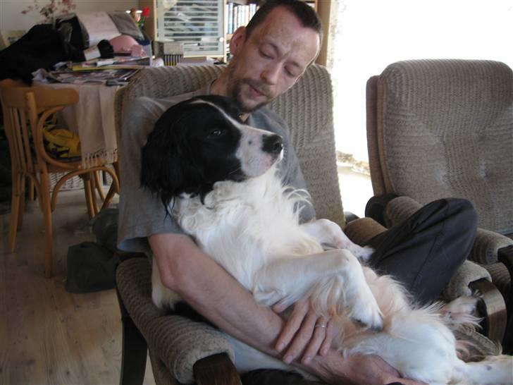 Border collie Laco billede 12