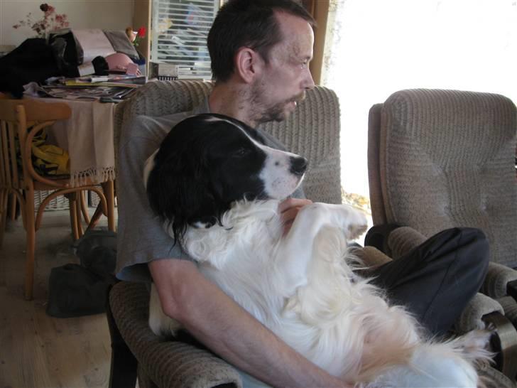 Border collie Laco billede 13