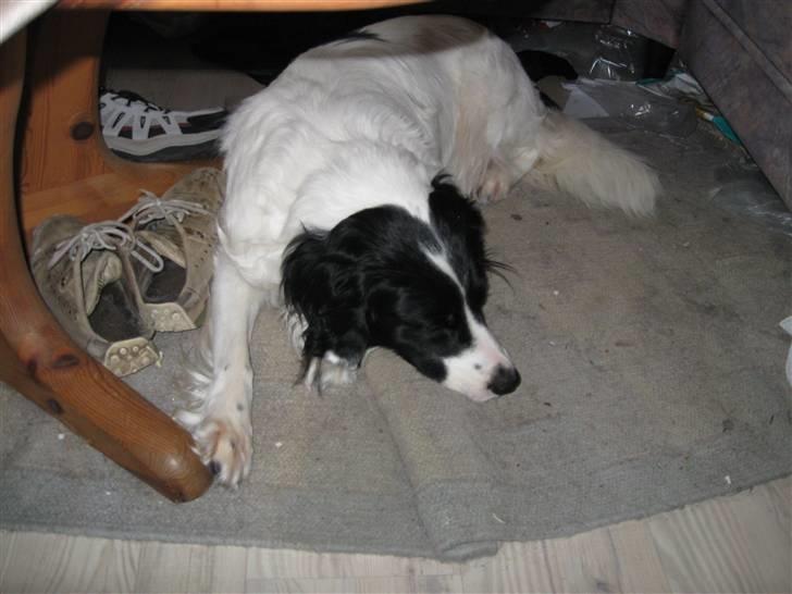 Border collie Laco billede 14