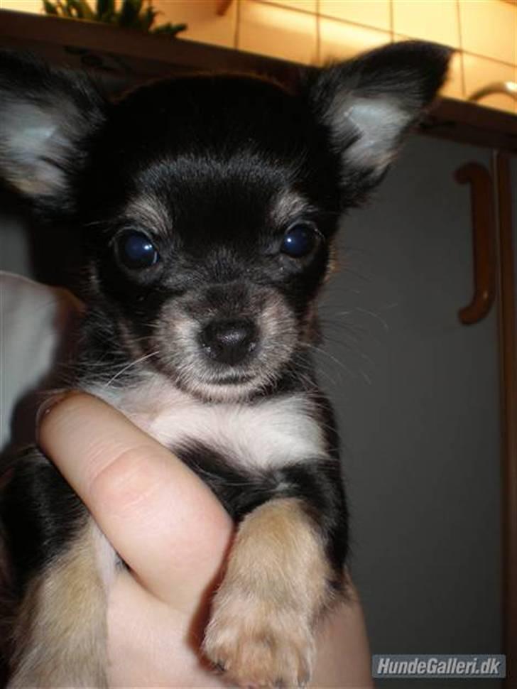 Chihuahua Faye (Loppe) - Faye 7 uger gammel billede 8