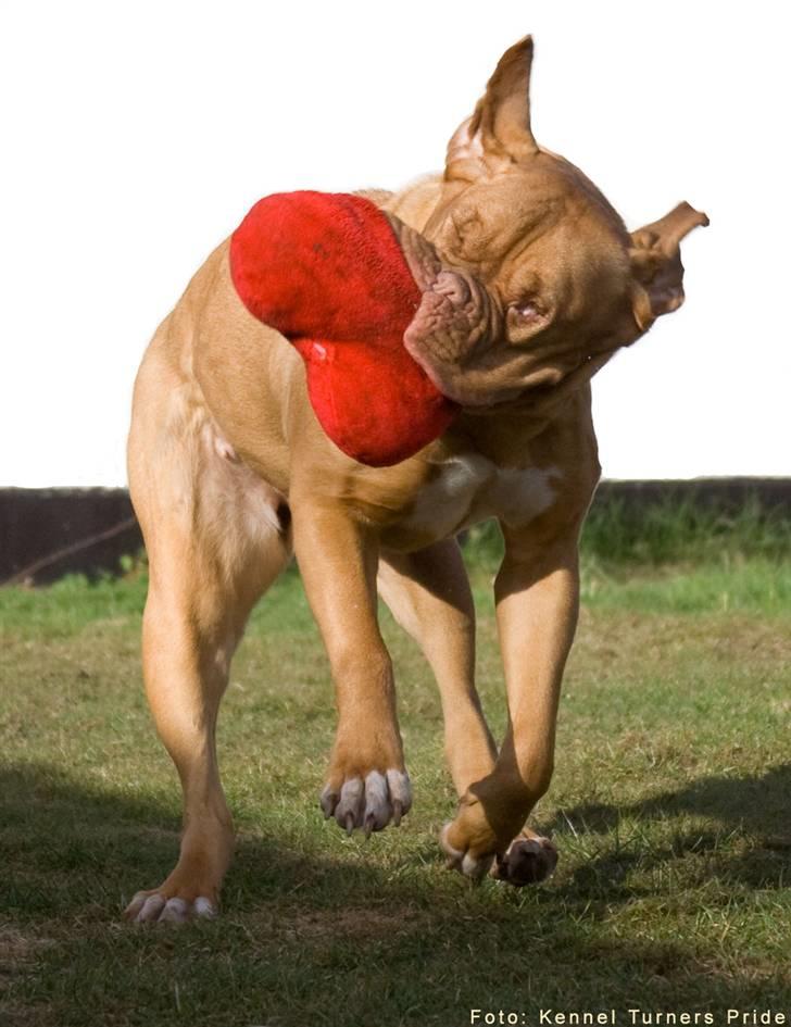 Dogue de bordeaux Cleo 2005-2011 RIP billede 12