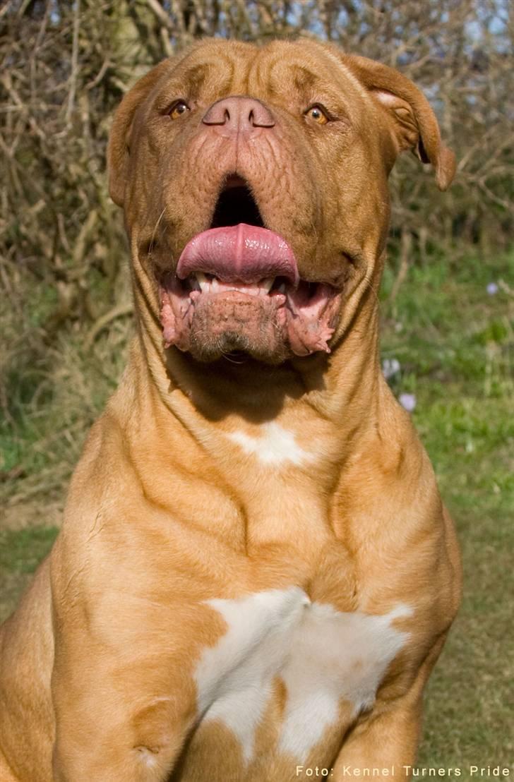 Dogue de bordeaux Cleo 2005-2011 RIP billede 13