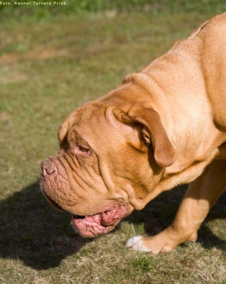Dogue de bordeaux Cleo 2005-2011 RIP billede 14