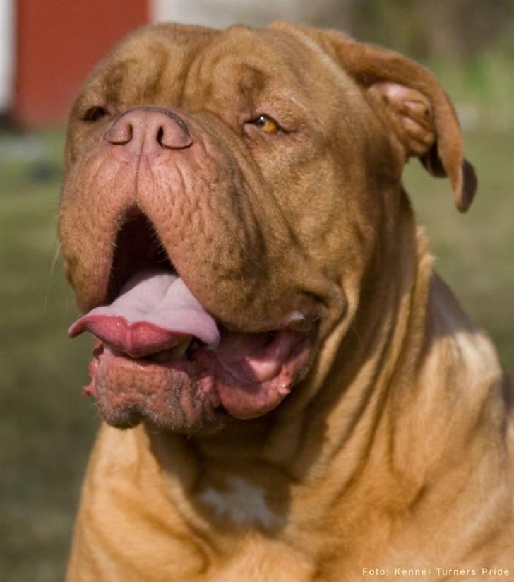 Dogue de bordeaux Cleo 2005-2011 RIP billede 15