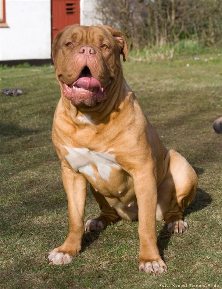 Dogue de bordeaux Cleo 2005-2011 RIP billede 16