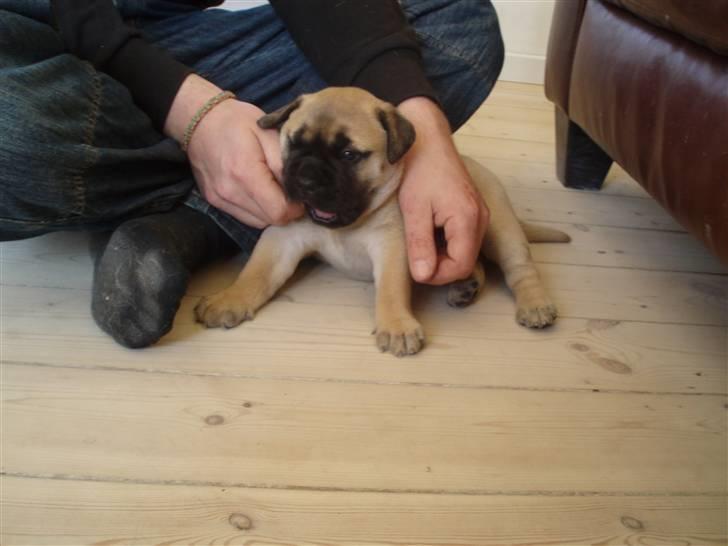 Bullmastiff Vega - Vega er ved at få tænder, og vil gerne øve sig i at bide.  billede 15