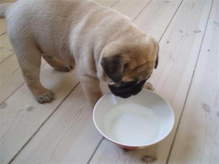 Bullmastiff Vega - Vega får lov til at drikke lidt vand for første gang, det synes hun er lidt mærkeligt. billede 16