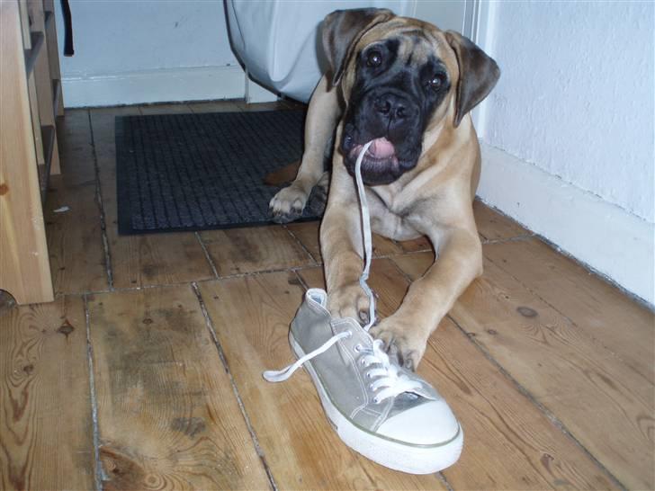 Bullmastiff Vega - Vega er glad for mors sko billede 17