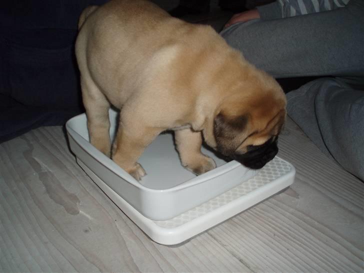 Bullmastiff Vega - Vega bliver vejet, hun er 4 uger gammel og vejer 3½ kg billede 18
