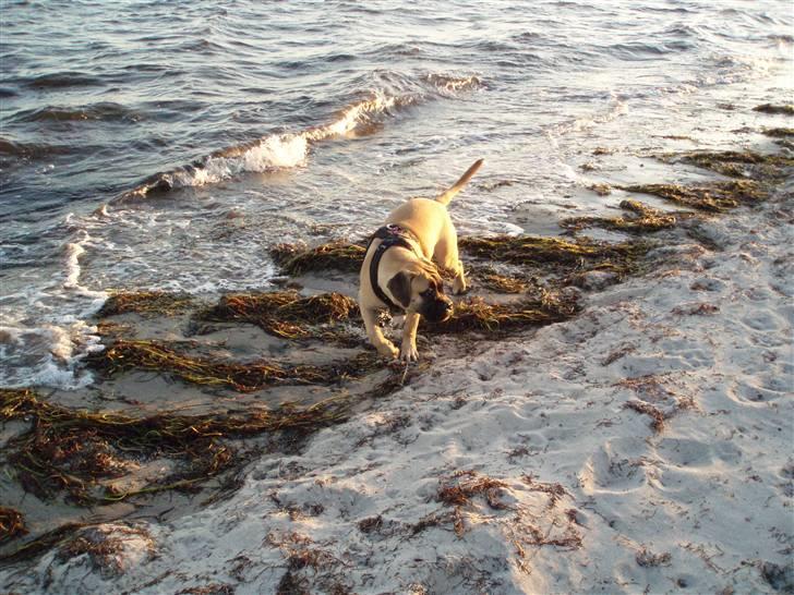 Bullmastiff Vega - Vegas første strandtur. billede 19