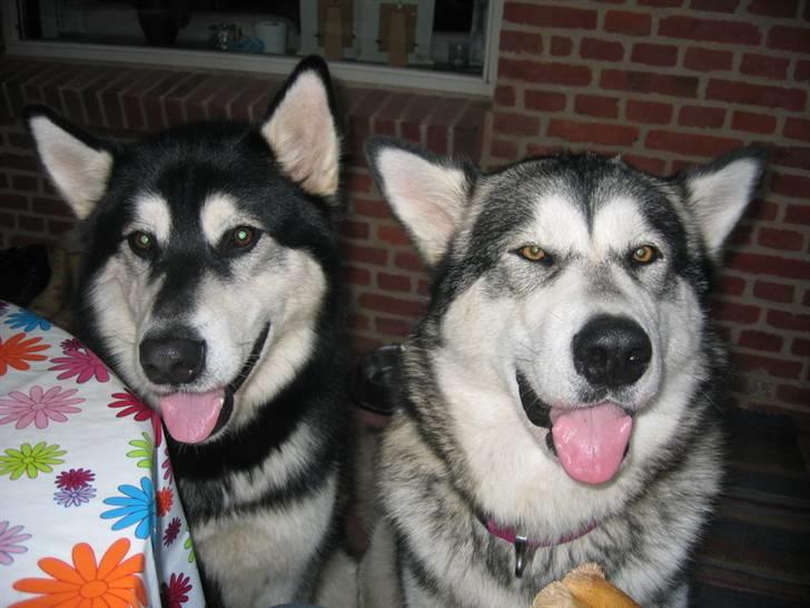 Alaskan malamute Kota*RIP* billede 11