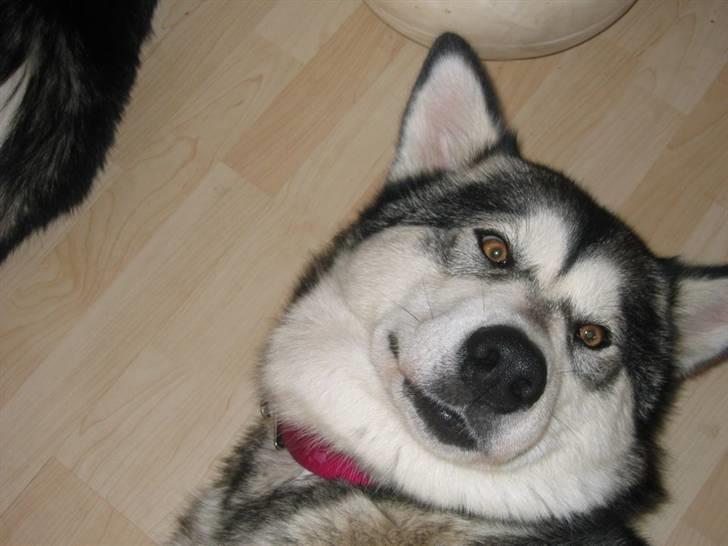 Alaskan malamute Kota*RIP* billede 12