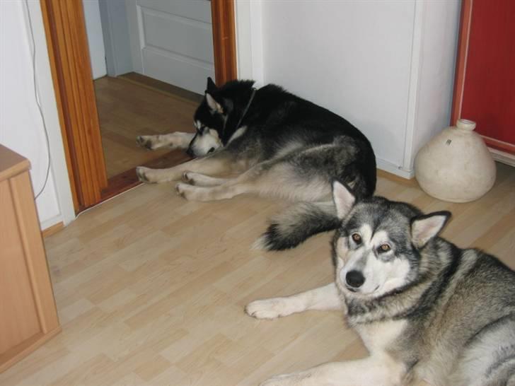 Alaskan malamute Kota*RIP* billede 13