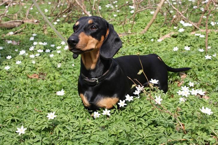 Gravhund Demitri billede 20