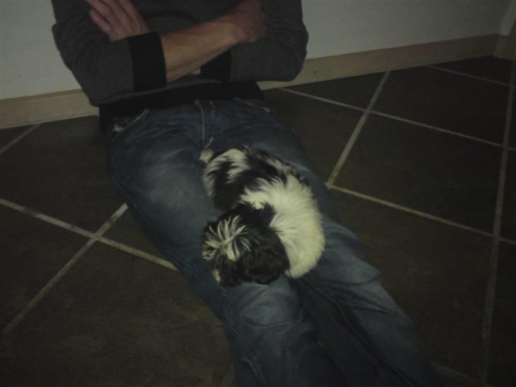 Shih tzu francesca billede 1