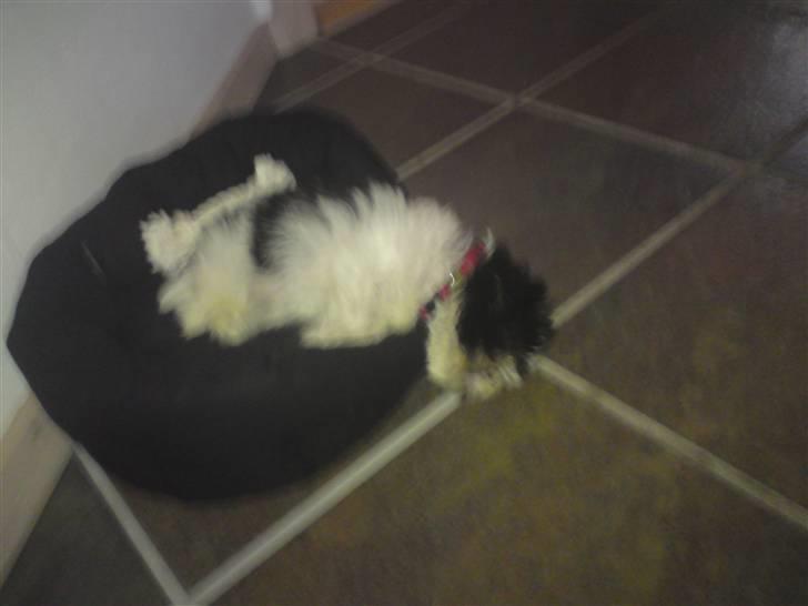 Shih tzu francesca billede 2