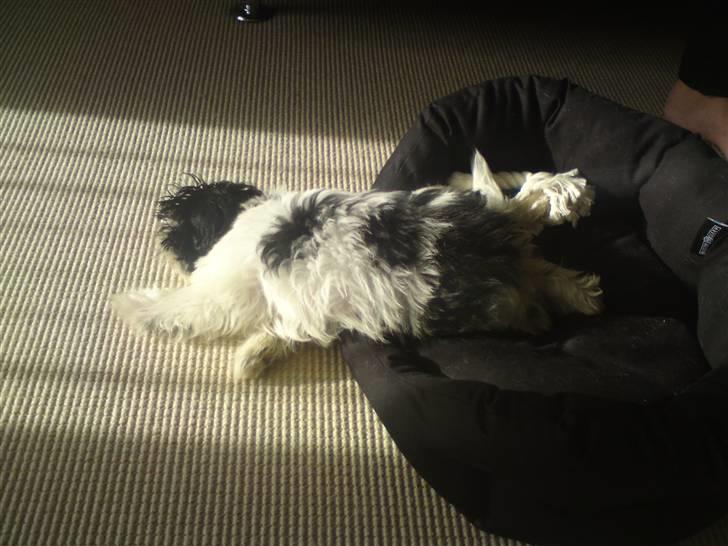 Shih tzu francesca billede 3