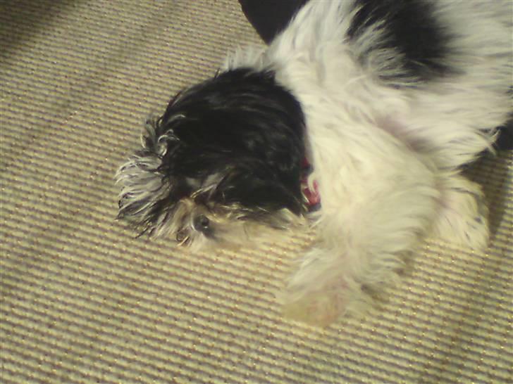 Shih tzu francesca billede 4