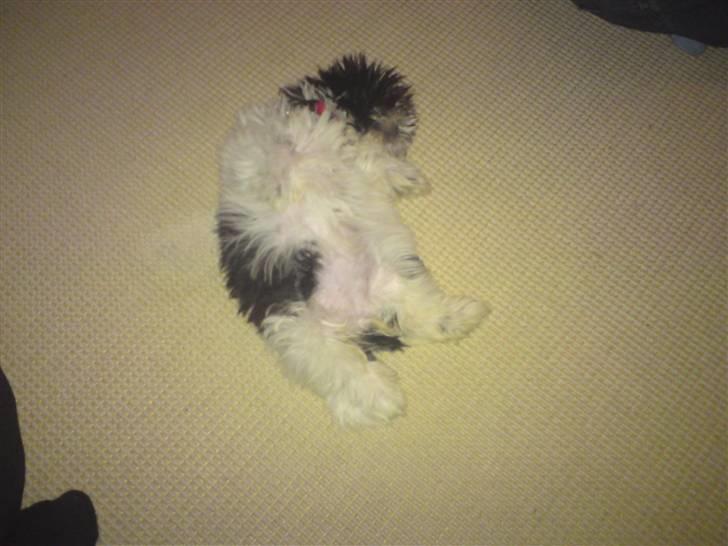 Shih tzu francesca - den bedste sove stilling billede 5