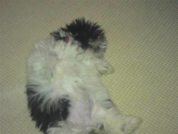 Shih tzu francesca billede 6