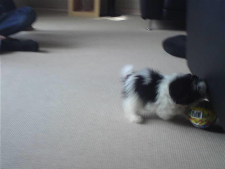 Shih tzu francesca billede 7