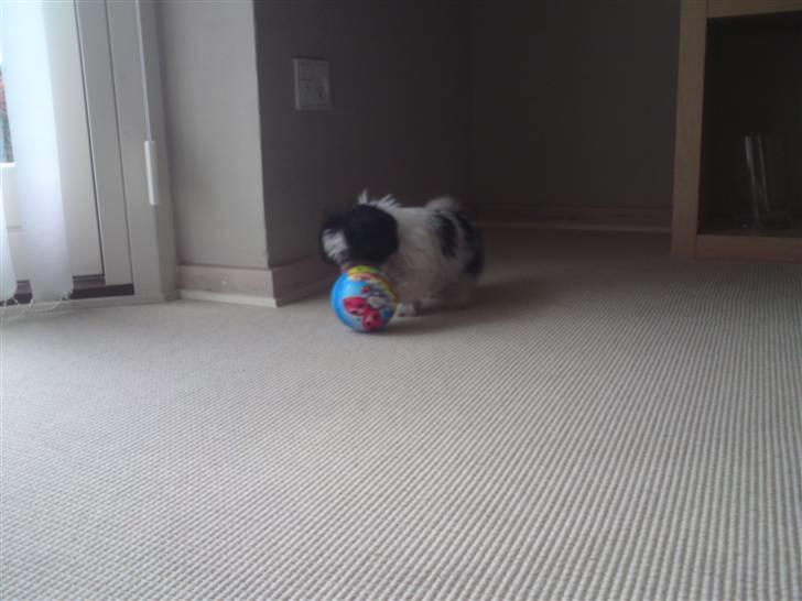 Shih tzu francesca billede 8