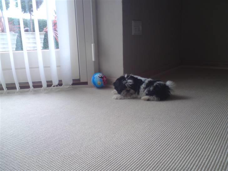 Shih tzu francesca billede 9