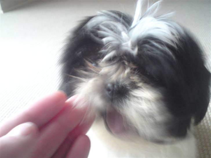 Shih tzu francesca billede 10