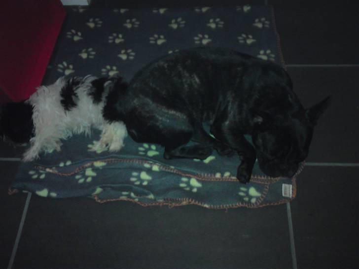 Shih tzu francesca - her er hun sammen med den bedste ven i verden boffi billede 11