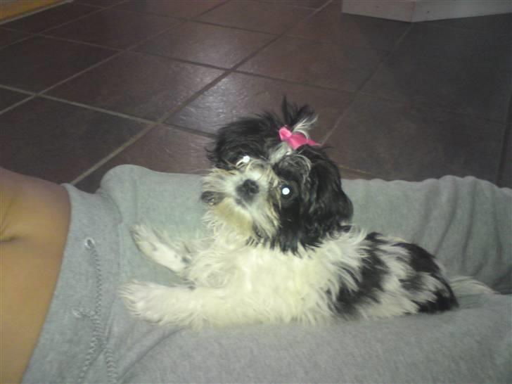 Shih tzu francesca billede 12