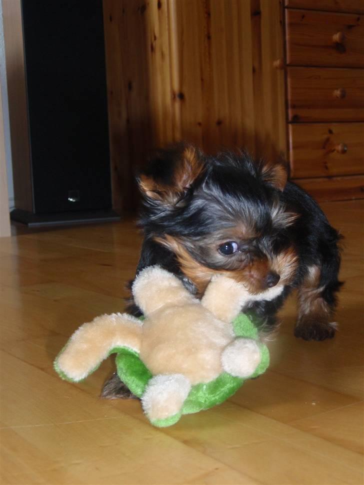 Yorkshire terrier Charlie billede 1