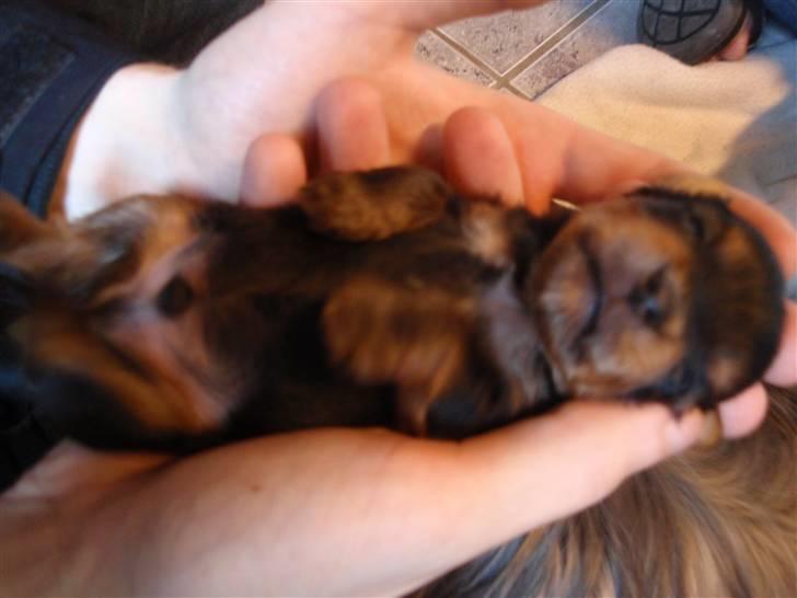 Yorkshire terrier Charlie billede 2