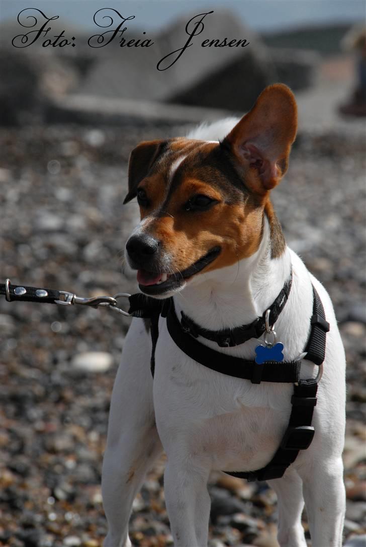 Dansk svensk gaardhund Jensenklanens Frey - På ferie i Jylland. Det blæste lidt på stranden ;) | Foto: Freia Jensen (Mig) | MÅ IKKE KOPIERES! billede 1
