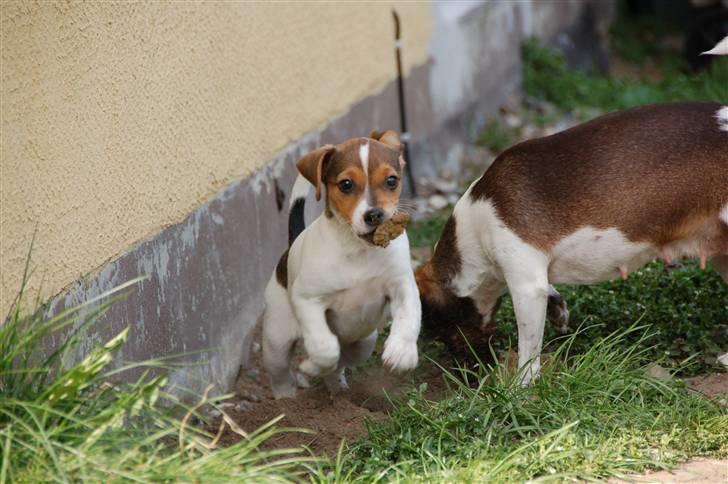Dansk svensk gaardhund Jensenklanens Frey - "Her kommer jeg" Foto: Mig MÅ iKKE KOPiERES! billede 2