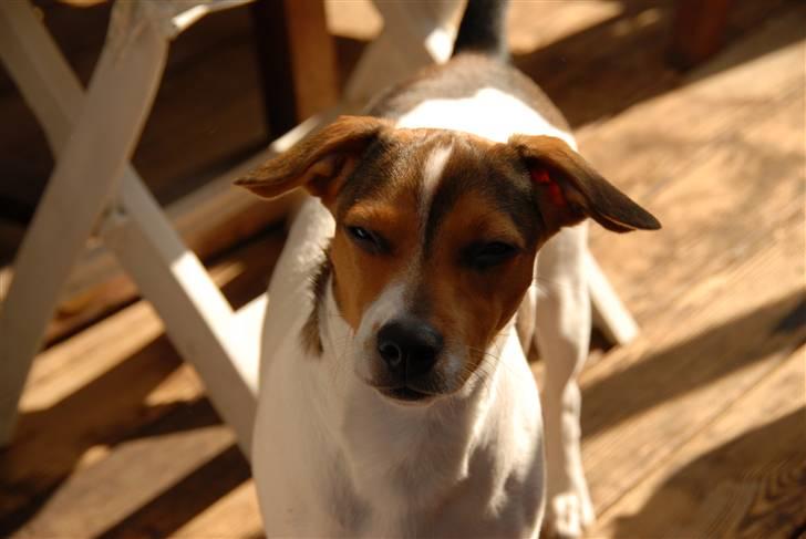 Dansk svensk gaardhund Jensenklanens Frey - Min hund er 101% (u)normal ? ? Ehehe! Foto: Mig! MÅ iKKE KOPiERES! billede 4