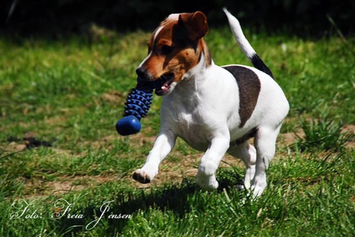 Dansk svensk gaardhund Jensenklanens Frey - Pølsehunden da han var mindre (; | Foto: Freia Jensen (Mig) | MÅ IKKE KOPIERES! billede 5