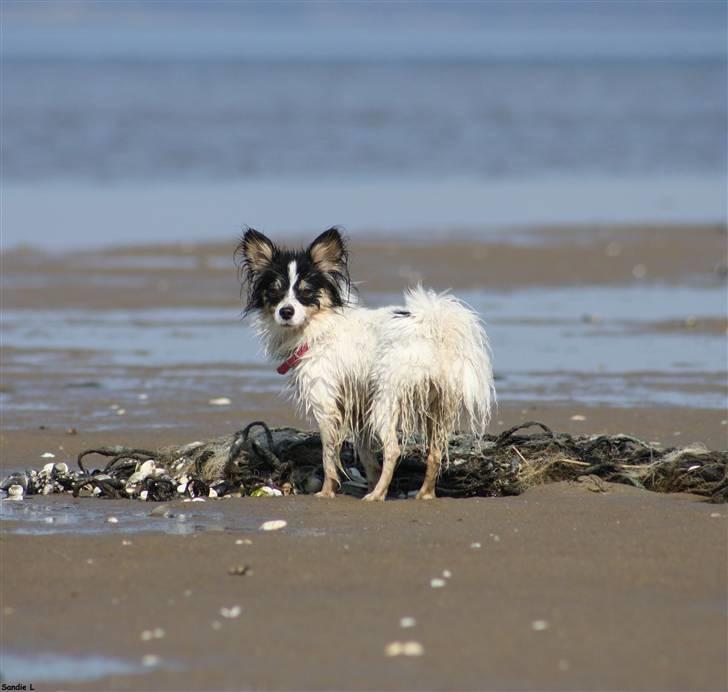 Papillon Diva billede 18