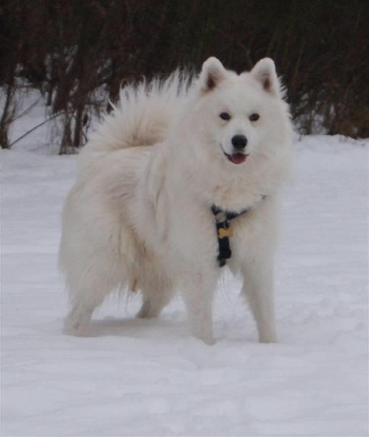 Samojedhund Simba - Simba Drengen billede 1