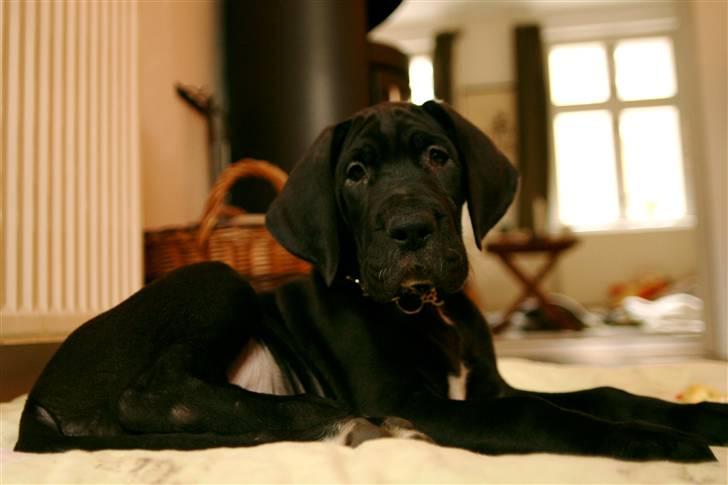 Grand danois Fenris - Fenris 8 uger billede 1