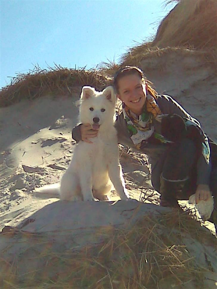 Samojedhund Simba - Simba elsker stranden billede 2