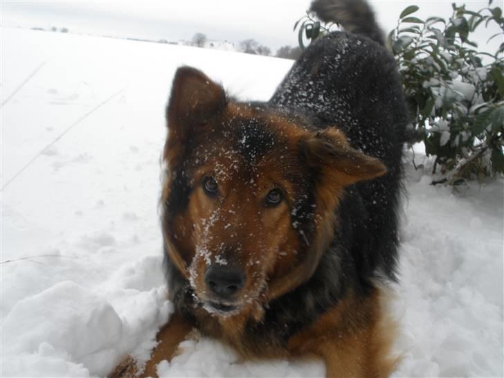 Blanding af racer Amanda - R.I.P :'(  - Dengang vi to stadig havde det sjovt.. Dengang vi legede i sneen i flere timer sammen. Men sådan skulle det ikke fortsætte.. billede 1