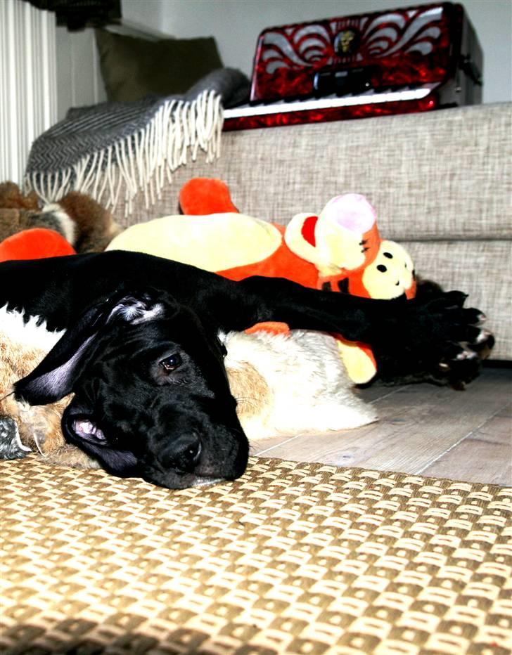 Grand danois Fenris billede 2