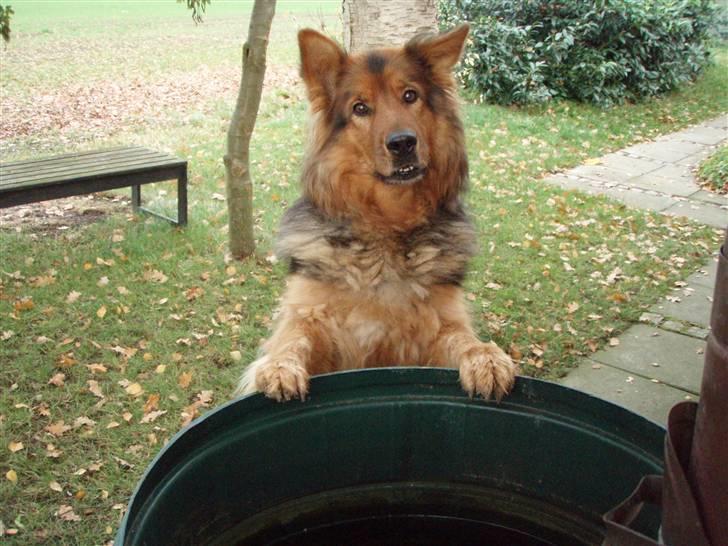 Blanding af racer Amanda - R.I.P :'(  - Amanda ved regn tønden, foreår 2009 :-)  billede 2