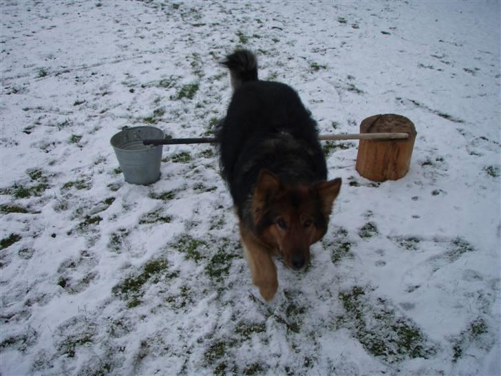 Blanding af racer Amanda - R.I.P :'(  - Springning vinter, 2009 ;-)  billede 3