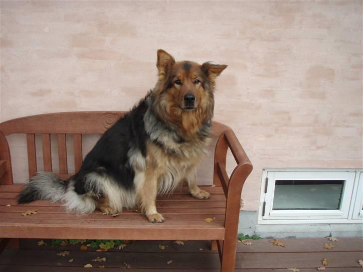 Blanding af racer Amanda - R.I.P :'(  - Du var lyset i mit liv. Glæden ved at komme hjem fra skole og vide du var der.. Men én dag var du der ikke mere. Mit maridt begyndte. billede 4