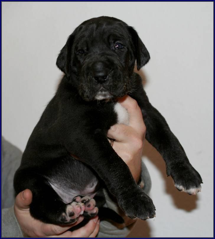 Grand danois Fenris billede 4